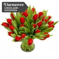 50 Tulipanów Czerwonych za 229 zł w EuroFlorist